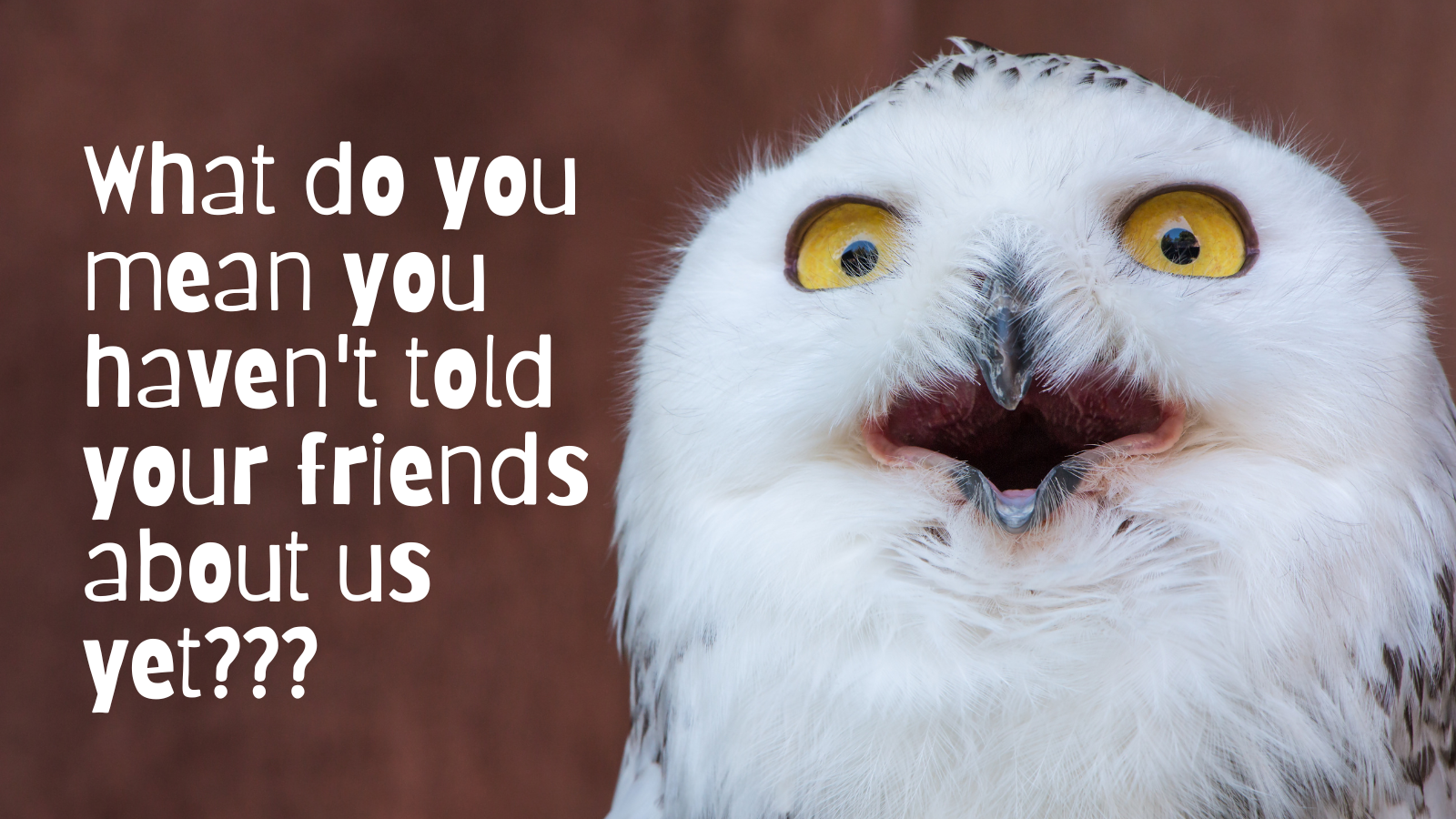 What do you mean you haven't told your friends about us? - Surprised Owl