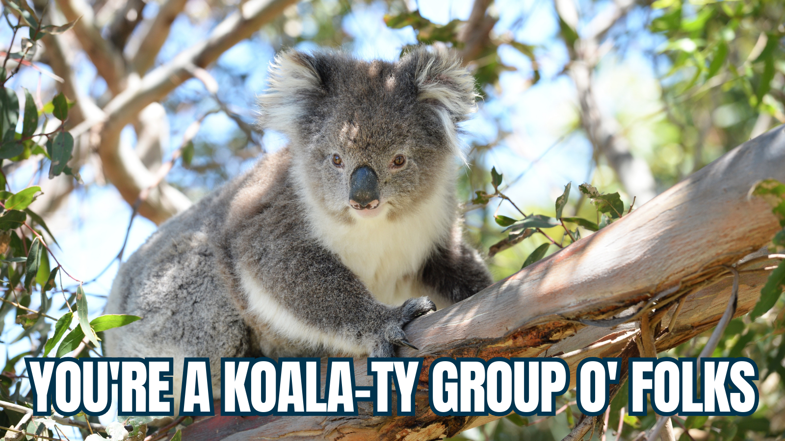 Picture of a Koala with the headline "You're a koala-ty group of folks"