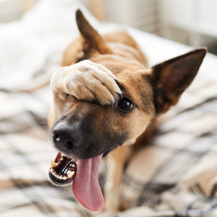 Dog Paw picture of a brown dog with it's paw over it's head, looking like it's blushing
