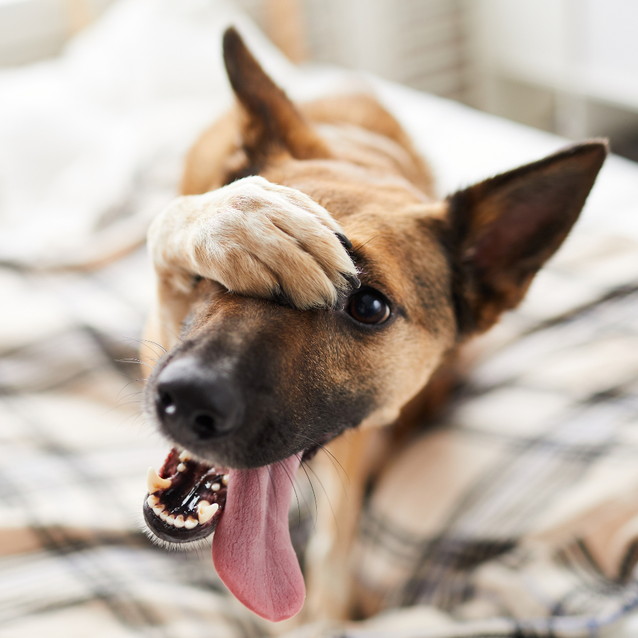 picture of a brown dog with it's paw over it's head, looking like it's blushing