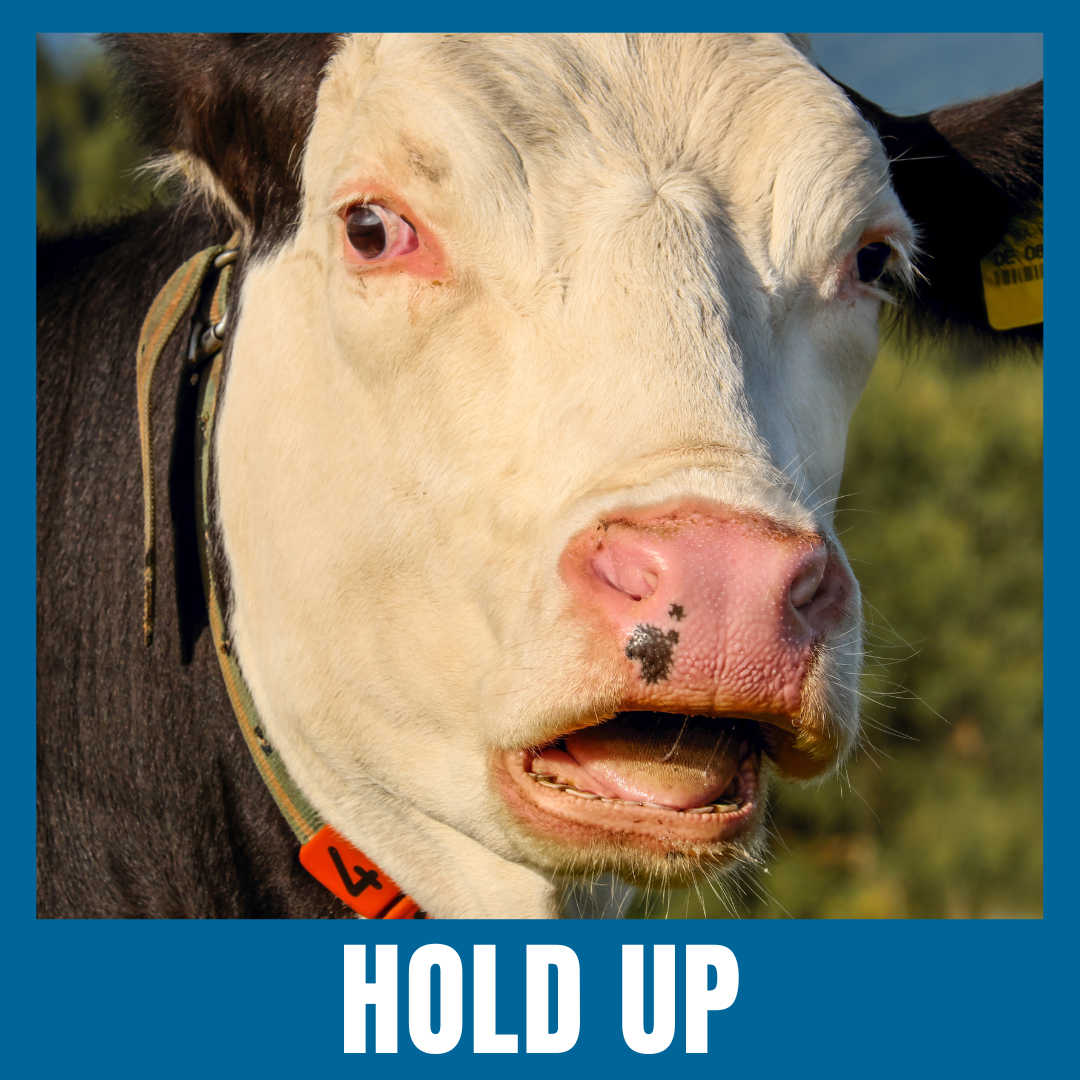 Cow with a surprised look with the text: "Hold Up" written underneath in bold white lettering