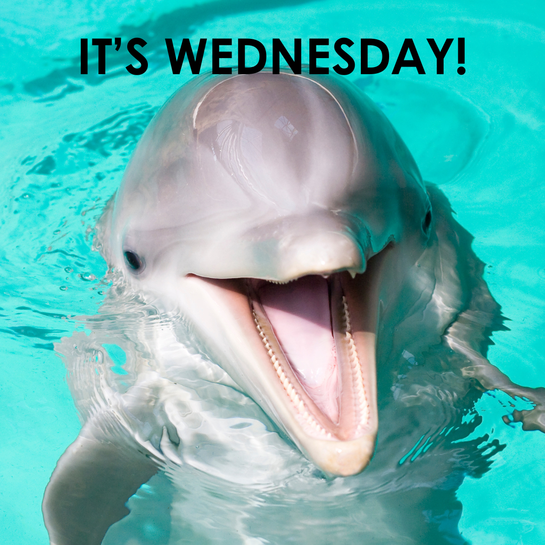 Happy Dolphin with "It's Wednesday" in black bold text above it