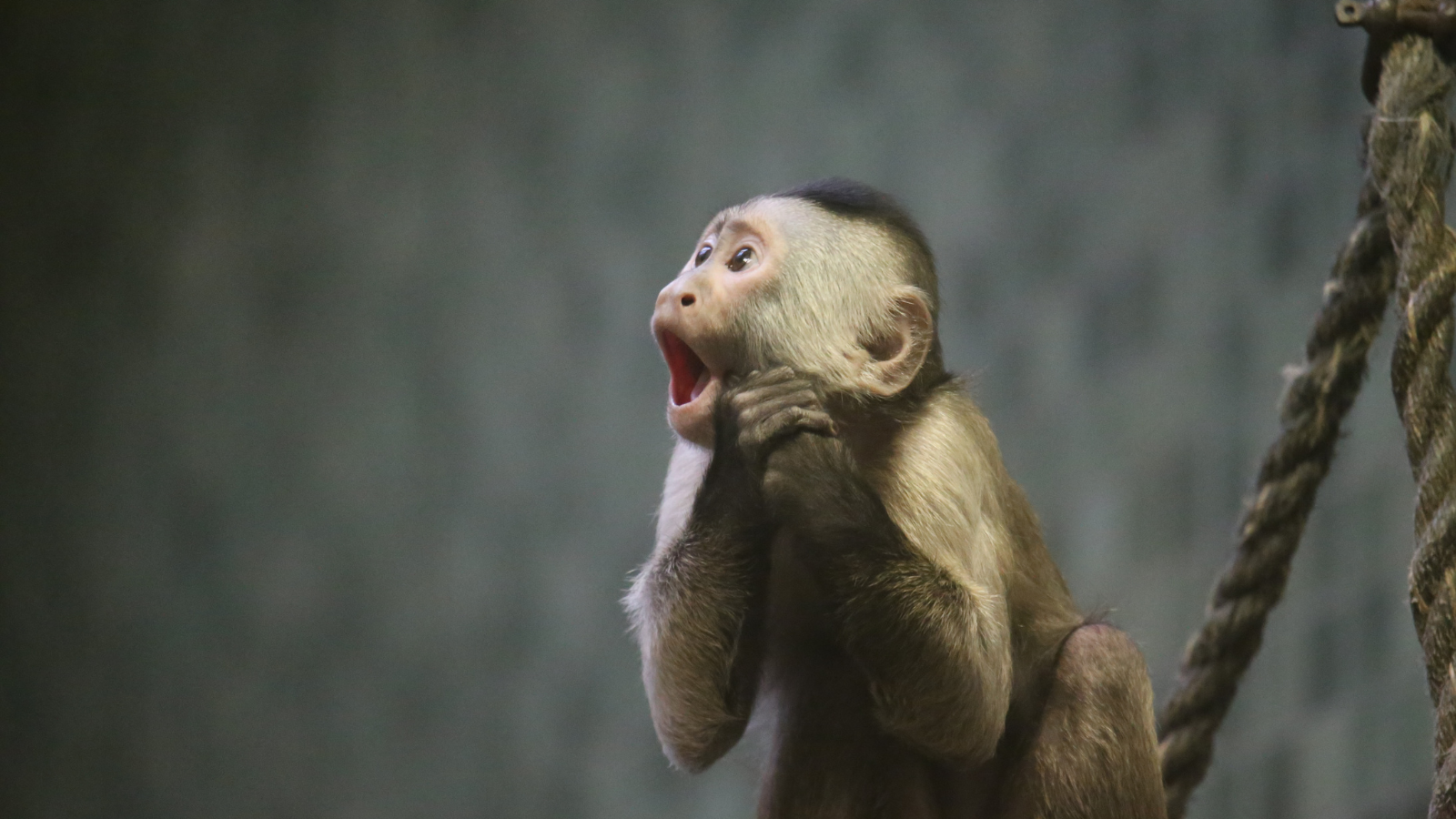 a small monkey with an "o" of surprise and excitement on its face
